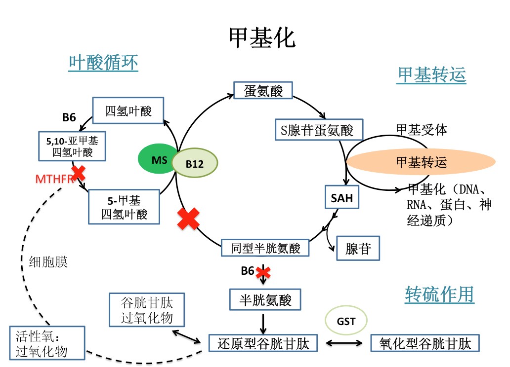 基因与环境3.jpg