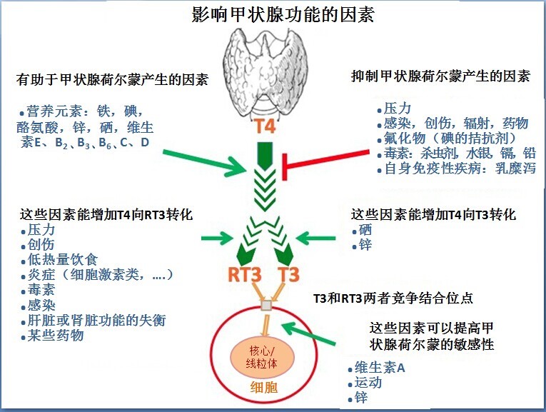 甲状腺功能1.jpg